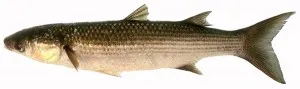 mulet, poisson de mai