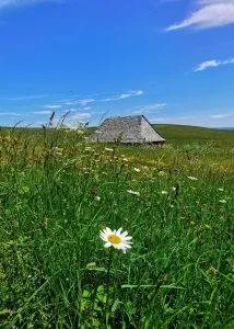 Aubrac au printemps