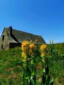 Gentiane d'Aubrac